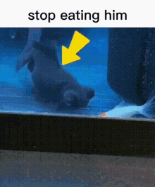 a picture of a fish in a tank with a yellow arrow pointing to it that says stop eating him .