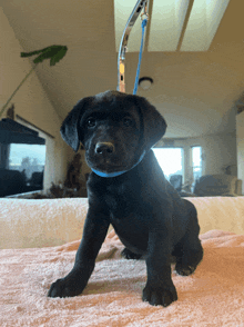 a black puppy with a blue collar sits on a bed