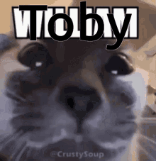 a close up of a cat with the word toby written on it