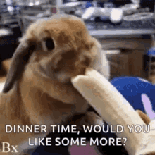 a rabbit is eating a banana with the words `` dinner time , would you like some more ? '' written on it .