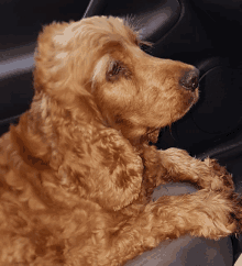 a brown dog is laying on a person 's lap