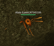 a picture of an ant with the name alate ilovecats45106