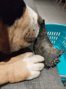 a dog licking another dog 's paw in front of a blue basket