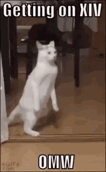 a white cat standing on its hind legs in front of a mirror with the words `` getting on xiv omw '' .