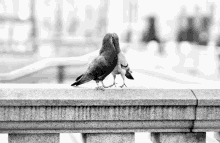 two pigeons standing next to each other on a stone railing