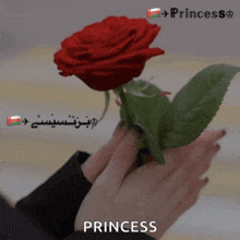 a woman holding a red rose with the word princess written on the bottom