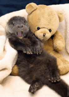 a baby otter laying next to a teddy bear on a blanket