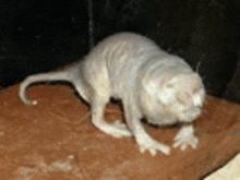 a naked rat is crawling on a rock