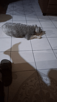 a dog is laying on a tiled floor next to a pair of slippers