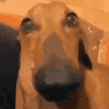 a close up of a dog 's face looking at the camera with its mouth open .