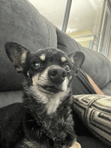 a small black and white dog laying on a couch looking at the camera