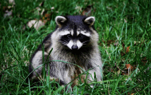 a raccoon laying in the grass looking at the camera