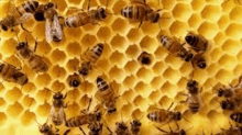 a close up of a beehive with bees on a honeycomb .