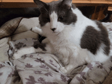 a gray and white cat laying on a blanket