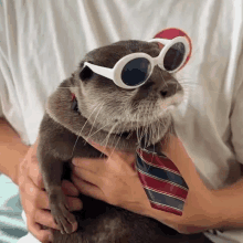 an otter wearing sunglasses and a tie is being held by someone