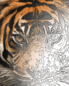 a close up of a tiger 's face is behind a drawing of a tiger 's face