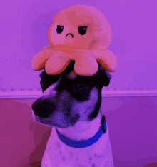 a dog with a stuffed octopus on his head