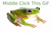 a green frog is sitting on a white surface with the words `` middle click this gif '' above it .