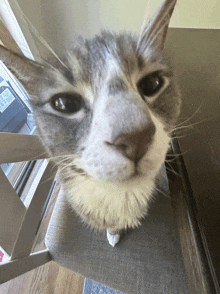 a close up of a cat 's face looking at the camera