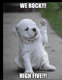 a white puppy is sitting on the sidewalk with its paw up and says we rock high five !!!