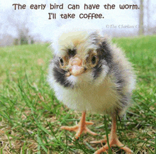 a baby chicken is standing in the grass with a quote that says `` the early bird can have the worm . ''