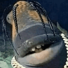 a close up of a fish wearing dreadlocks and a chain .