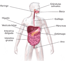 a diagram of a man 's digestive system shows the liver and pancreas