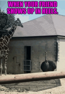 a giraffe and an ostrich are standing in front of a building with the words " when your friend shows up in heels "