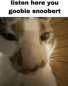 a close up of a cat with a caption that says listen here you goobie snoobert