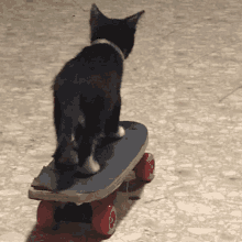 a black and white cat is standing on a skateboard with red wheels