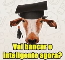 a cow wearing a graduation cap with the words `` vai bancar o inteligente agora ? ''