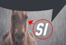 a horse is standing in the rain with a speech bubble above it that says si