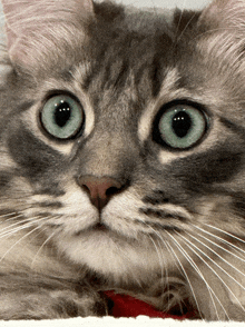 a close up of a cat 's face with big green eyes