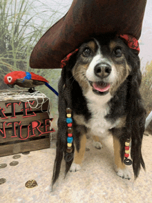 a dog is wearing a pirate hat and wig