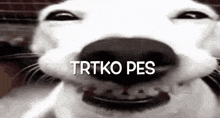 a close up of a white dog 's face with the words trtko pes written on it .