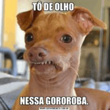 a brown dog with a funny face and the words to de olho nessa gorobora