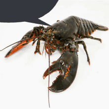 a black and orange lobster with a speech bubble in the background