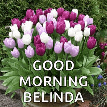 a bouquet of purple and white tulips with the words good morning belinda