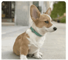 a brown and white dog wearing a green collar is sitting on the sidewalk