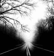 a black and white photo of a foggy road with trees on the side .