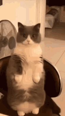 a gray and white cat is standing on its hind legs on a chair in front of a fan .