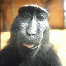 a close up of a monkey with its tongue sticking out .