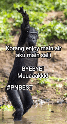 a picture of a gorilla with the caption korang enjoy main air aku main salji byebye muuaaakkk #pnbest