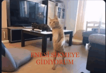 a cat standing on its hind legs in a living room with the words enesi sikmeye gidiyorum written in red