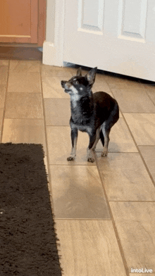 a small dog standing on a tiled floor with intolive written on the bottom