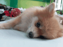 a small brown and white dog laying on a white surface