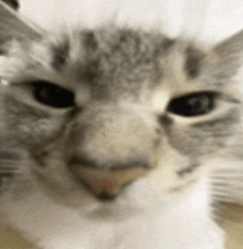 a close up of a gray and white cat 's face