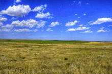 a field of grass with a blue sky and white clouds in the background