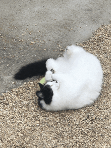 a black and white cat laying on its back playing with a ball