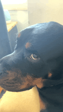 a close up of a black and brown dog 's face